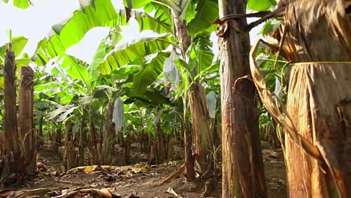 香蕉树的DS人工林