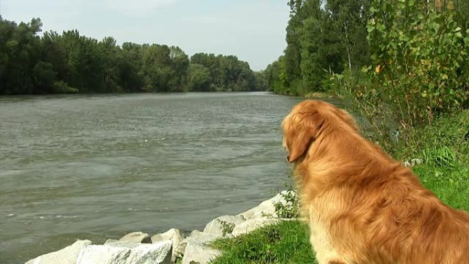 高清：河边金毛寻回犬
