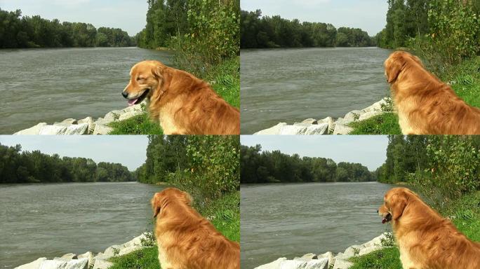高清：河边金毛寻回犬