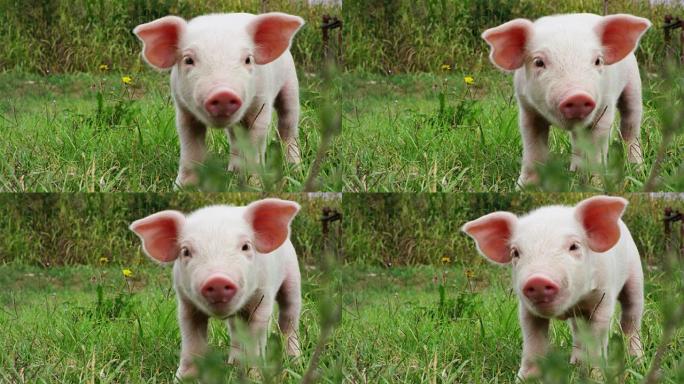 一只小狗猪在一个农民的农场的花园里带来了健康的，有机的，使它与正确的和天然的食物强壮而强劲的生长。对