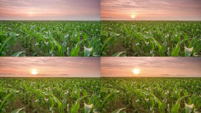 T/L 8k拍摄年轻玉米植株的日出