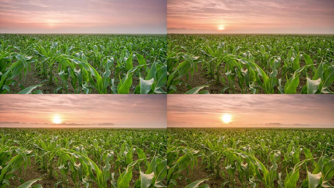T/L 8k拍摄年轻玉米植株的日出