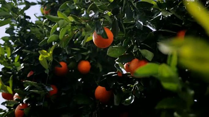 挂在田野橙树上的新鲜多汁橙子