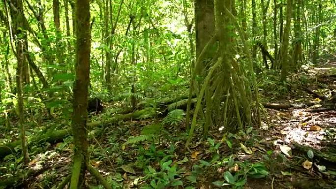 哥斯达黎加的DS热带雨林