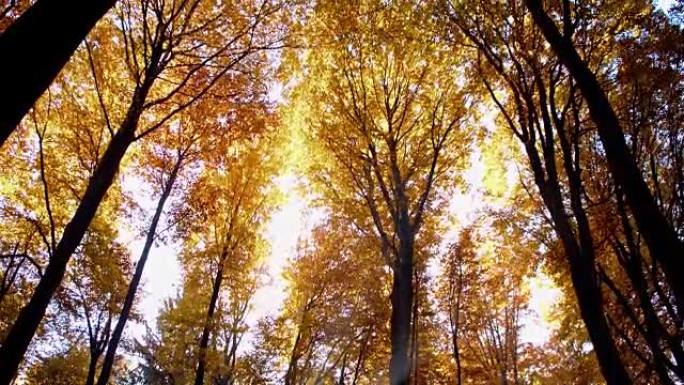 SLO MO Sun照亮了秋天的树梢