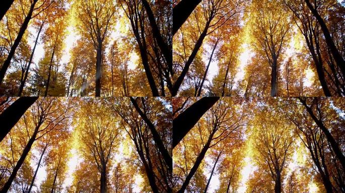 SLO MO Sun照亮了秋天的树梢