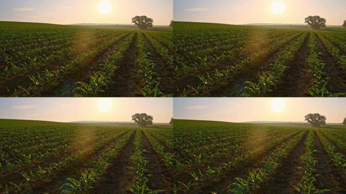 日出中年轻玉米植物的DS田