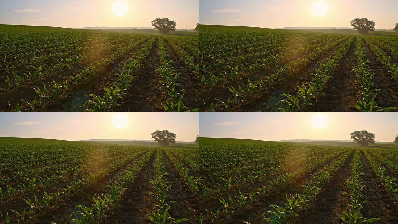 日出中年轻玉米植物的DS田