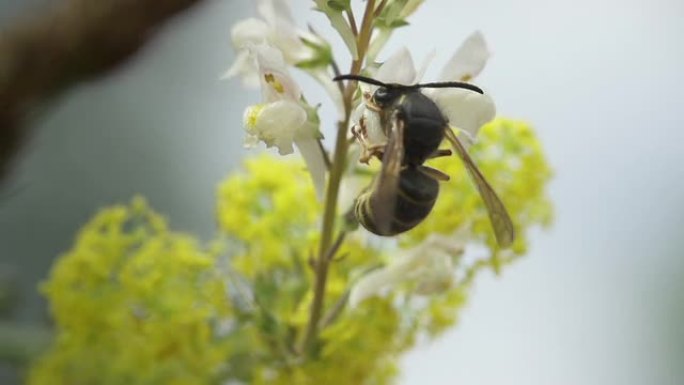 慢速运动：黄蜂