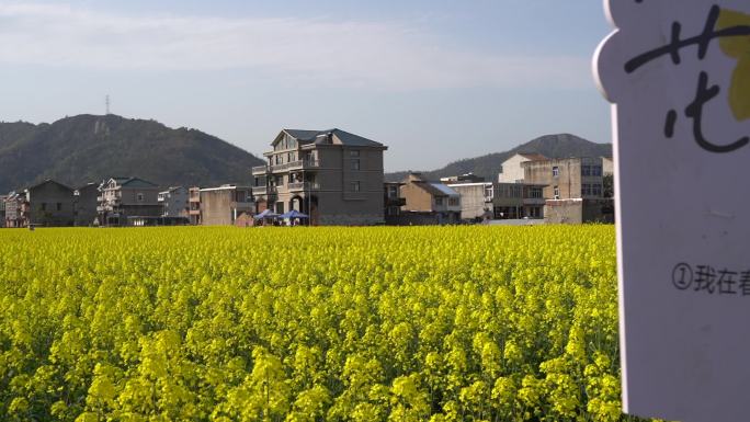 温岭石桥头油菜花视频素材C0032