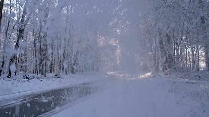 SLO MO雪从树上掉下来