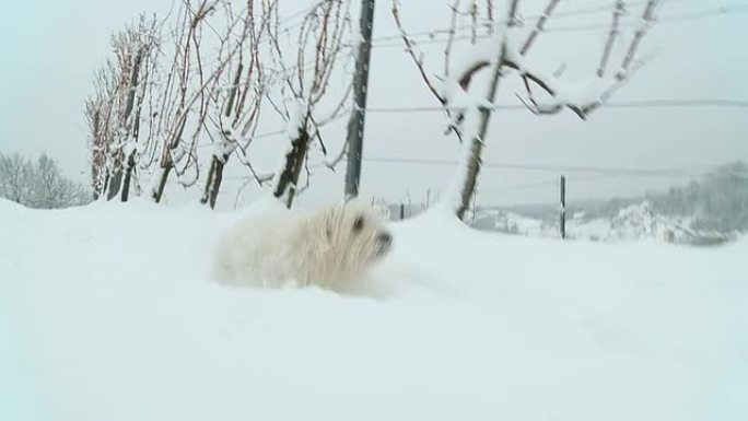 高清慢速运动：狗狗在雪地里爬行