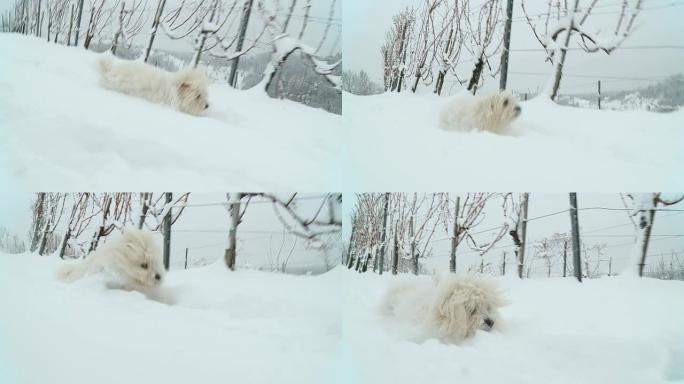 高清慢速运动：狗狗在雪地里爬行
