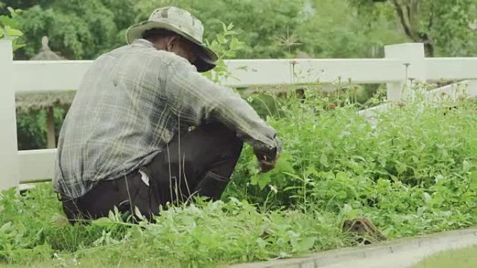 农民在家收获有机蔬菜。