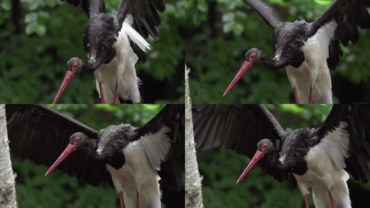 慢动作：黑鹳野生动物保护生物生态飞翔飞鸟