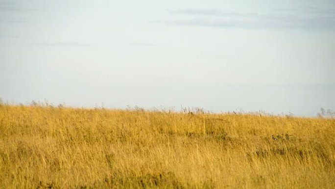 非洲大草原的郊狼生态