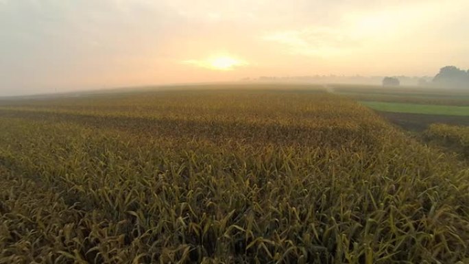 高清: 日出时玉米田的空中拍摄