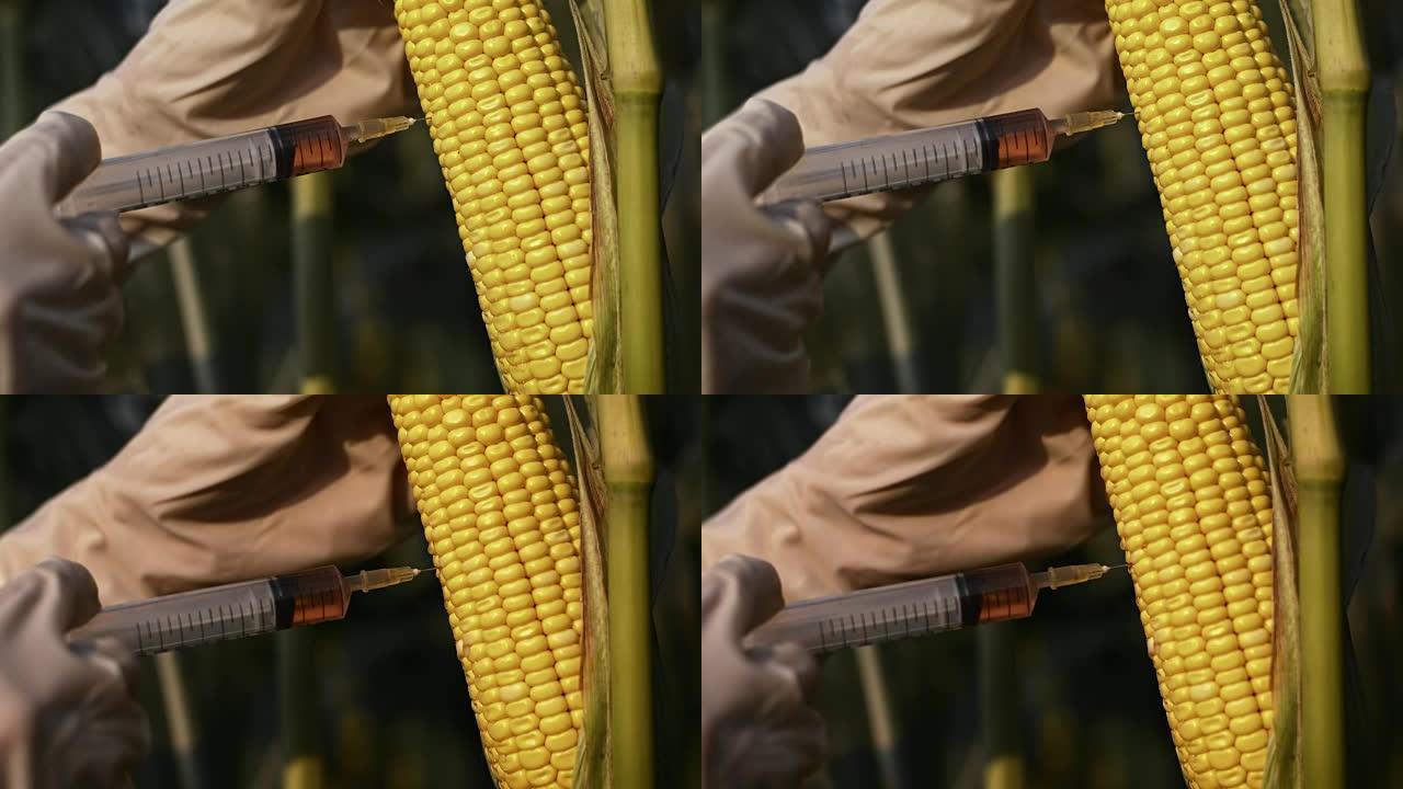玉米作物的SLO MO食品争议
