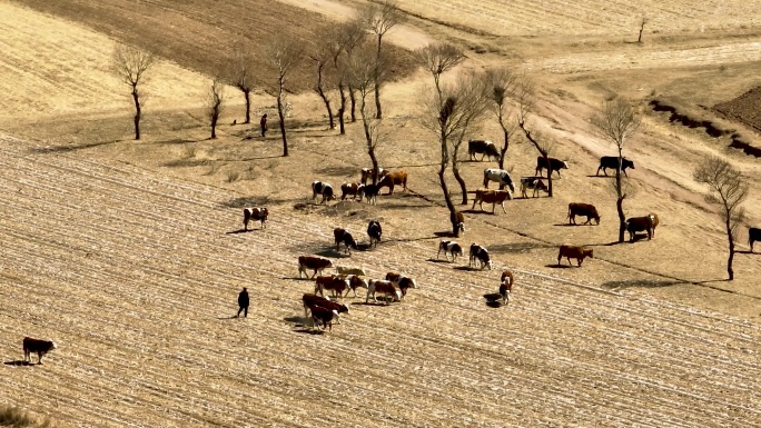 牛群野外放牧