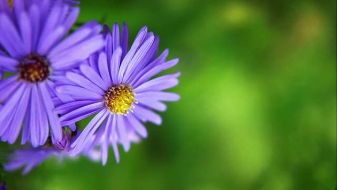 紫苑生态环境自然景色百花盛开