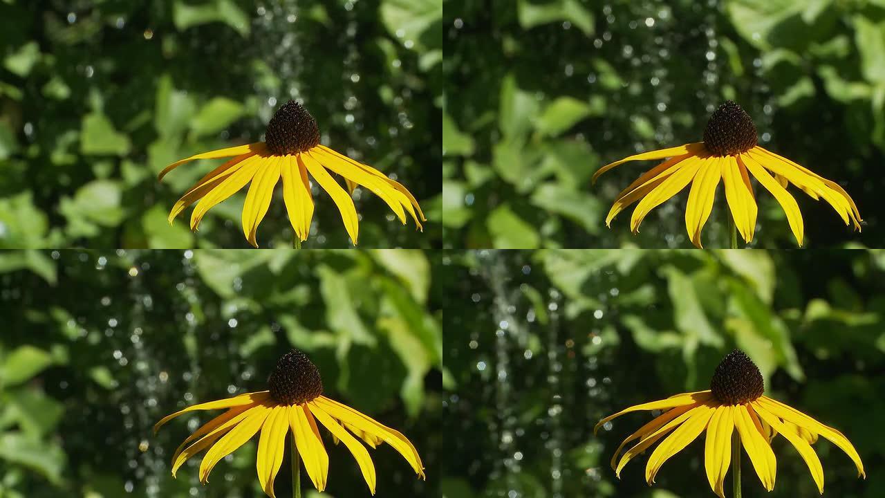 HD DOLLY：背景为喷泉的黄色花朵