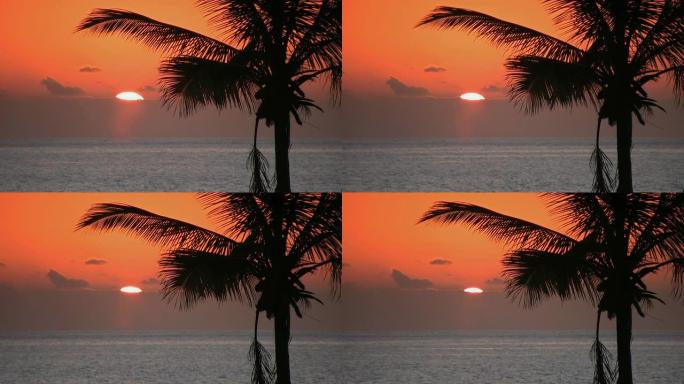 日落时的棕榈树热带风光椰子树海边日落