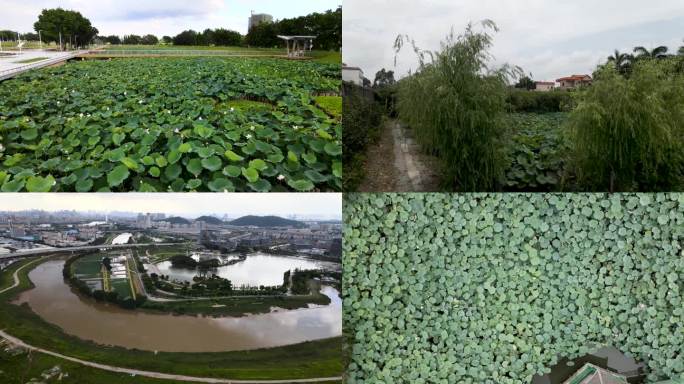 池塘 荷花 自然生态