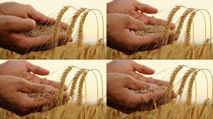 HD：持有小麦粒的农民