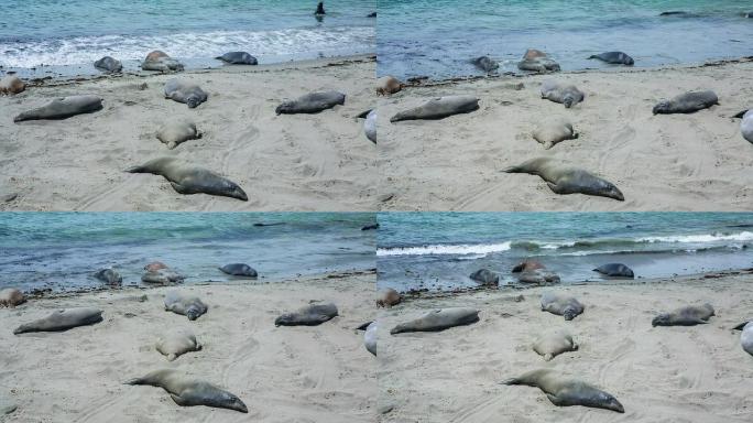 海滩上的大象海豹