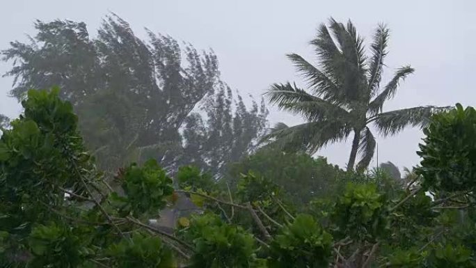 慢动作: 强风和倾盆大雨惩罚热带自然。