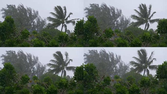 慢动作: 强风和倾盆大雨惩罚热带自然。