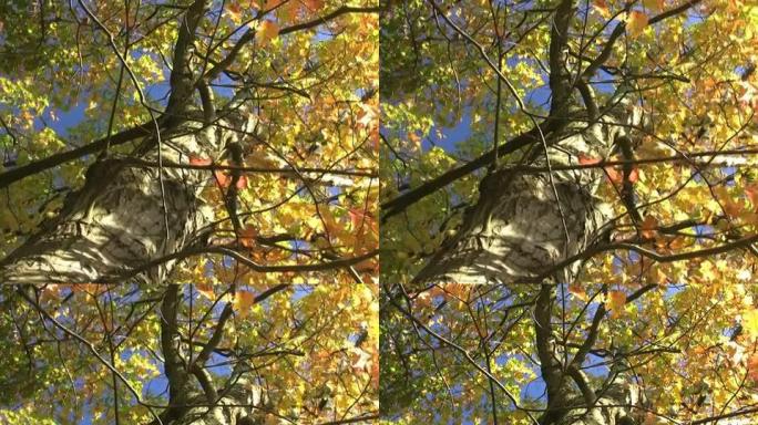 PAL：彩色树彩色树秋天