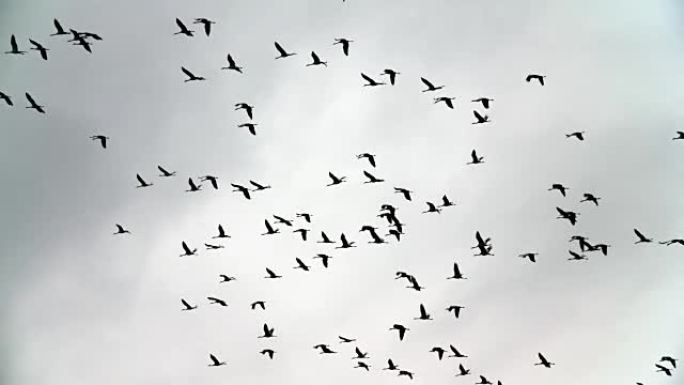 迁徙的鹤鸟和小鸟的慢动作