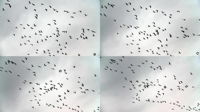 迁徙的鹤鸟和小鸟的慢动作