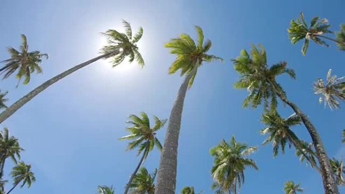 自下而上: 在大风天，高耸的绿色棕榈树伸向蓝天。