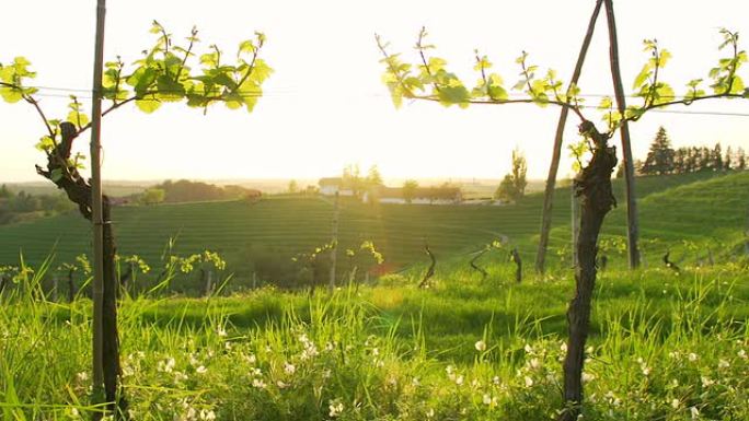 HD DOLLY：斯洛文尼亚葡萄酒产区