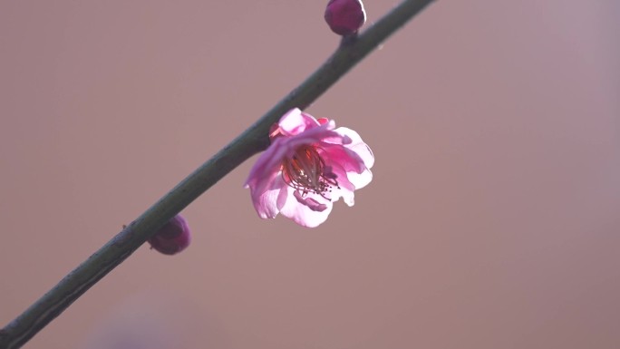 东阳玉佛禅院里的梅花开了
