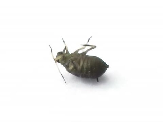 蚜虫PAL濒临死亡
