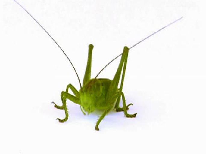 美国国家运输安全委员会：Grasshopper