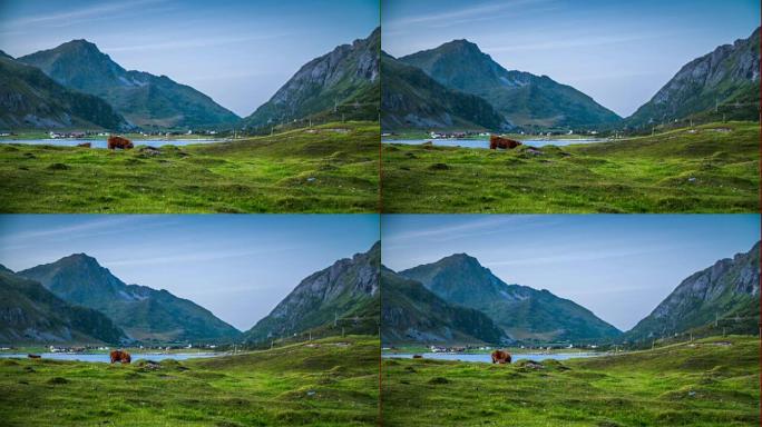 北欧景观中的牛牧场-挪威罗弗滕群岛-斯堪的纳维亚