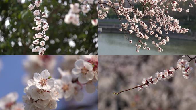 南京樱花 春天 城墙秦淮河边蜜蜂采蜜