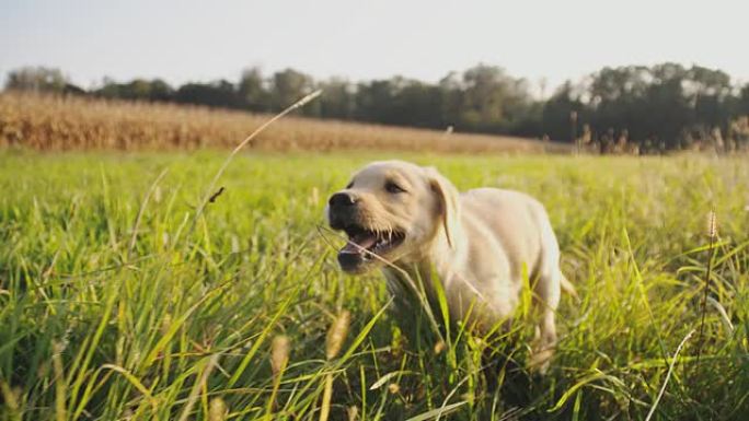 SLO MO小狗在高高的草地上奔跑