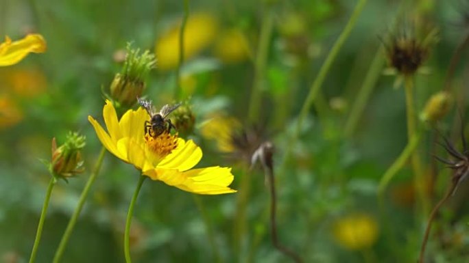 4k，蜜蜂以复制空间的黄色宇宙为食。