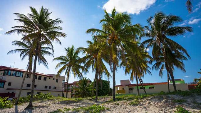 古巴巴拉德罗海滩棕榈树