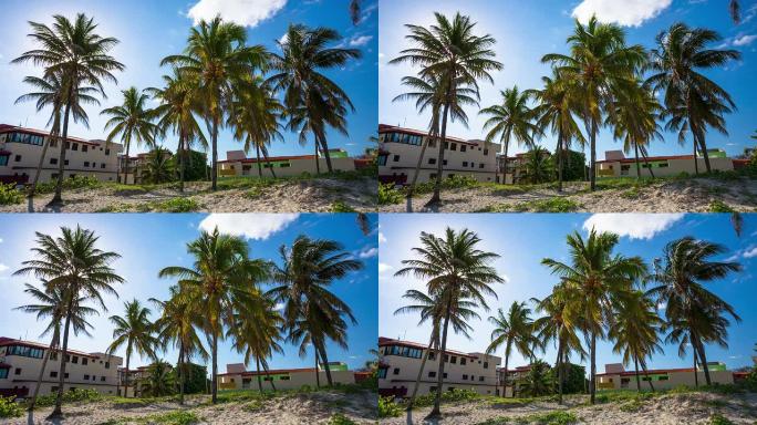 古巴巴拉德罗海滩棕榈树