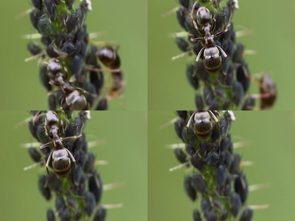 挤奶蚜虫NTSC蚂蚁特写