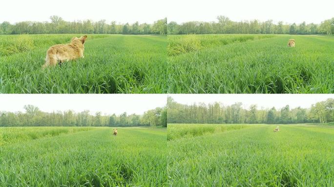 HD慢速运动：狗在草地上奔跑