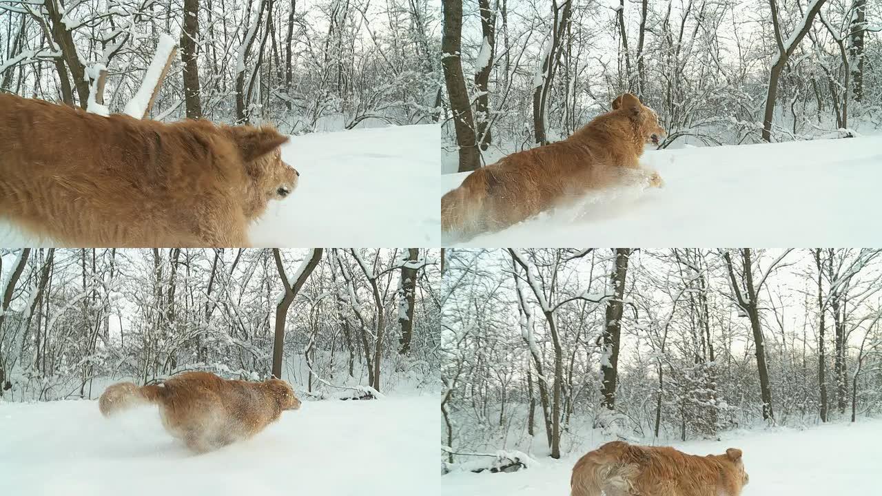 HD稳定缓慢MO：追踪一只在雪地里奔跑的狗