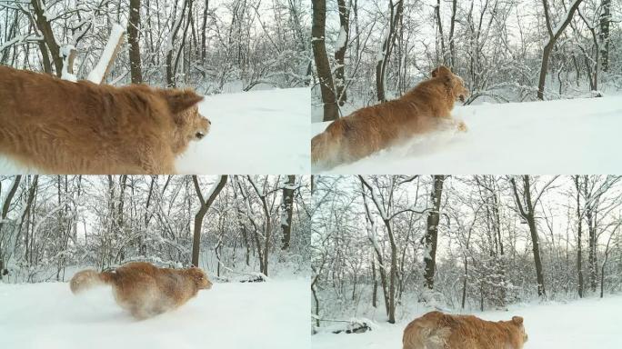 HD稳定缓慢MO：追踪一只在雪地里奔跑的狗