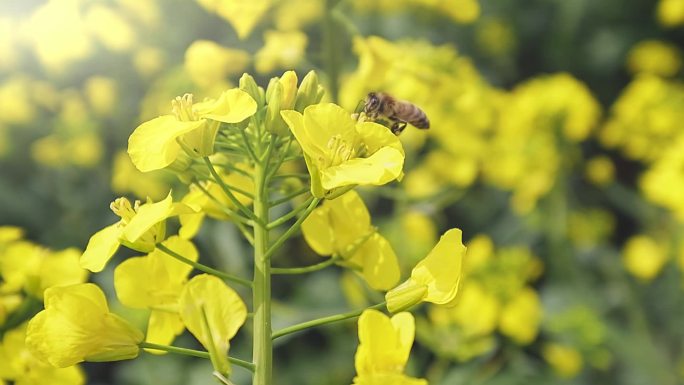 蜜蜂在油菜花上采蜜授粉慢动作升格视频